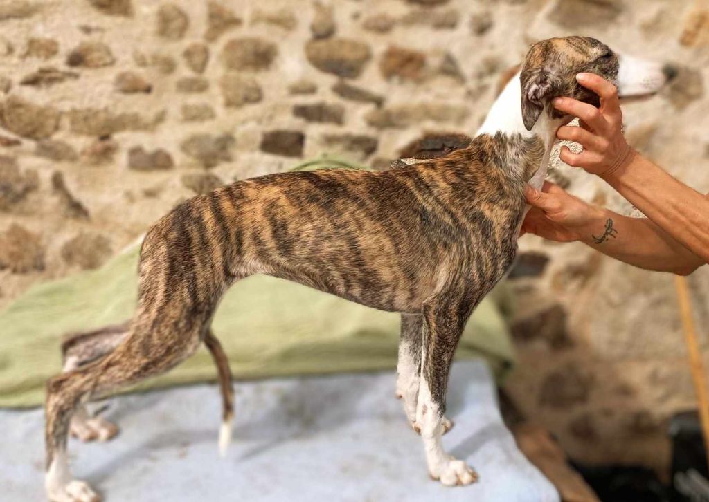 De La Fontaine De Lauris - Chiots disponible recherche une famille pour la vie 