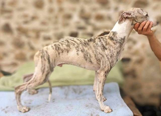 De La Fontaine De Lauris - Chiot disponible  - Whippet