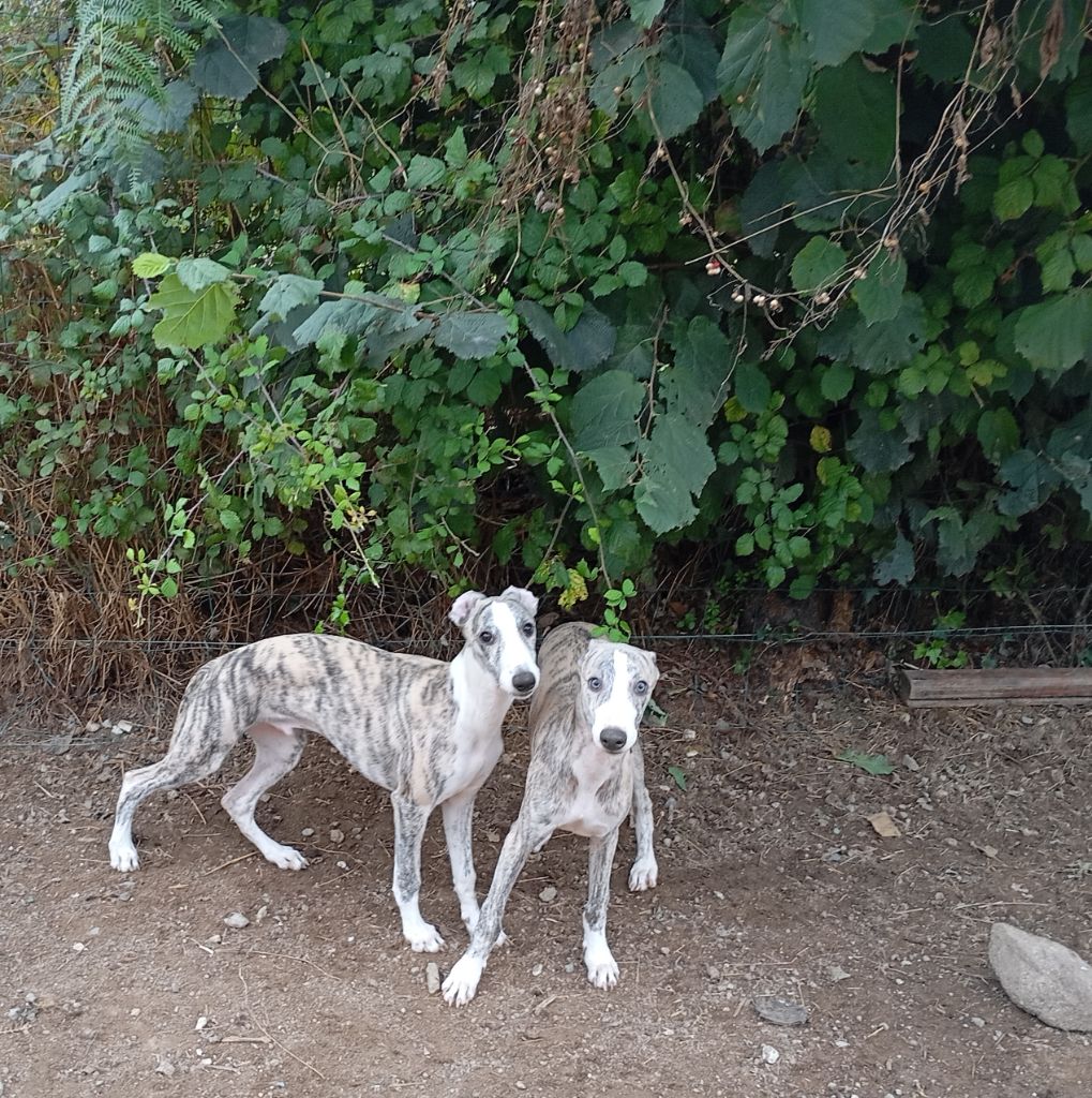 chiot Whippet De La Fontaine De Lauris