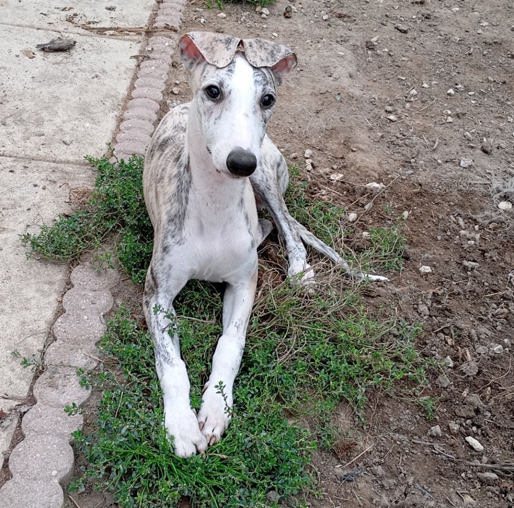 De La Fontaine De Lauris - Chiot disponible  - Whippet