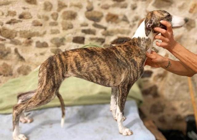 De La Fontaine De Lauris - Chiot disponible  - Whippet