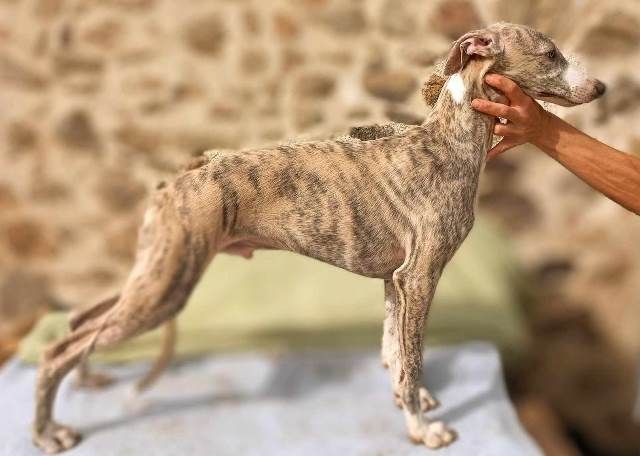 De La Fontaine De Lauris - Chiot disponible  - Whippet