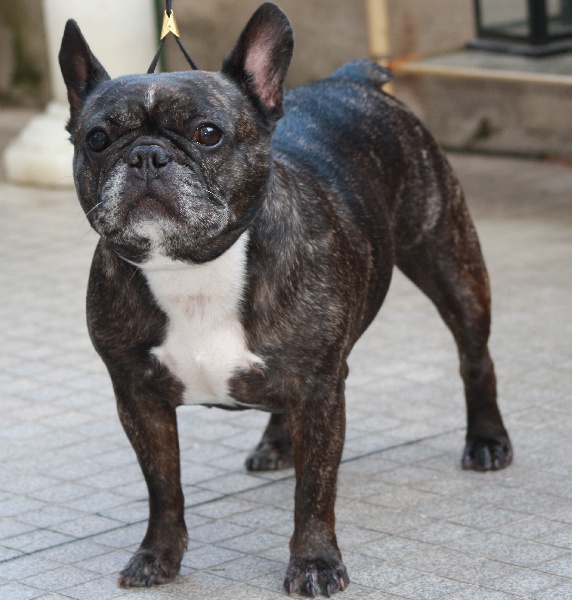 Vodka De la rose des neiges