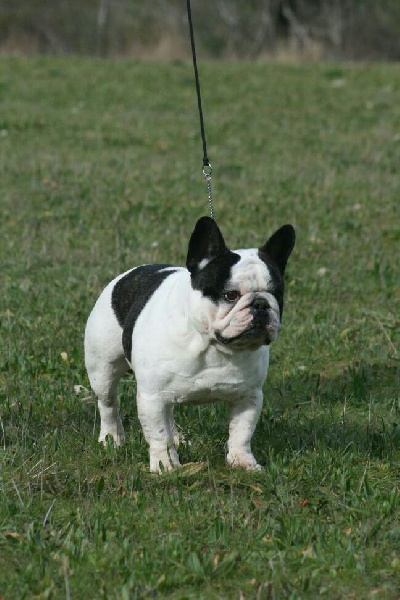 de la Bastide Saint Pierre Elvis