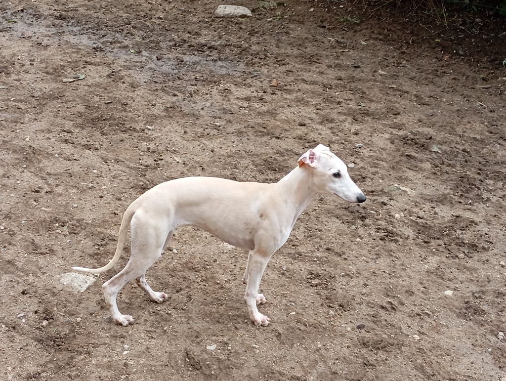 De La Fontaine De Lauris - Chiot disponible recherche une famille pour la vie 