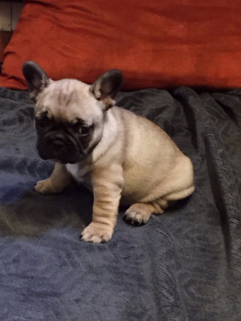 De La Fontaine De Lauris - Chiots disponibles - Bouledogue français