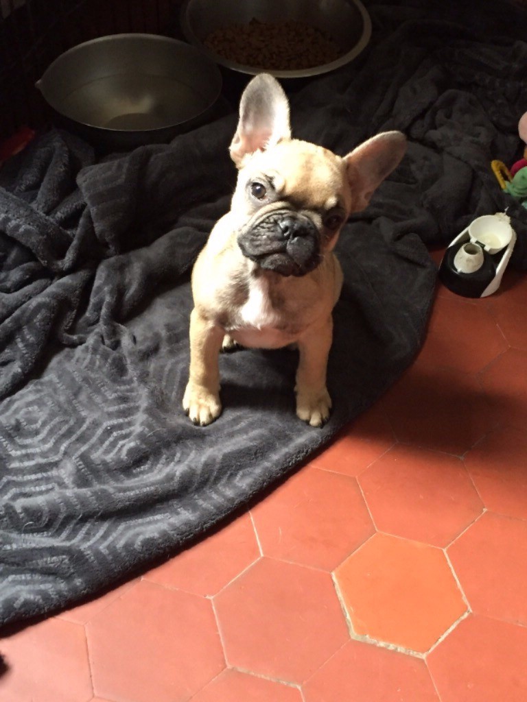 De La Fontaine De Lauris - Chiots disponibles - Bouledogue français